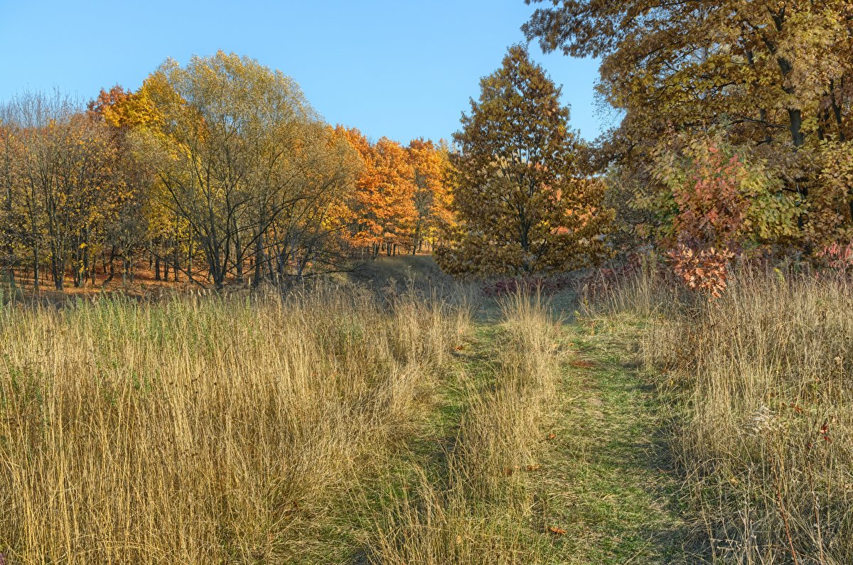Autumn Meadow backplate
