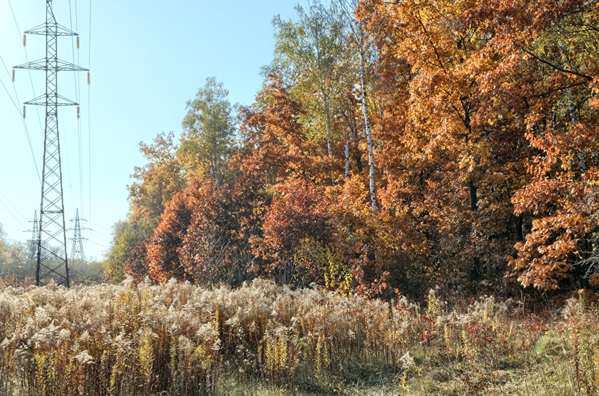 Autumn Meadow backplate