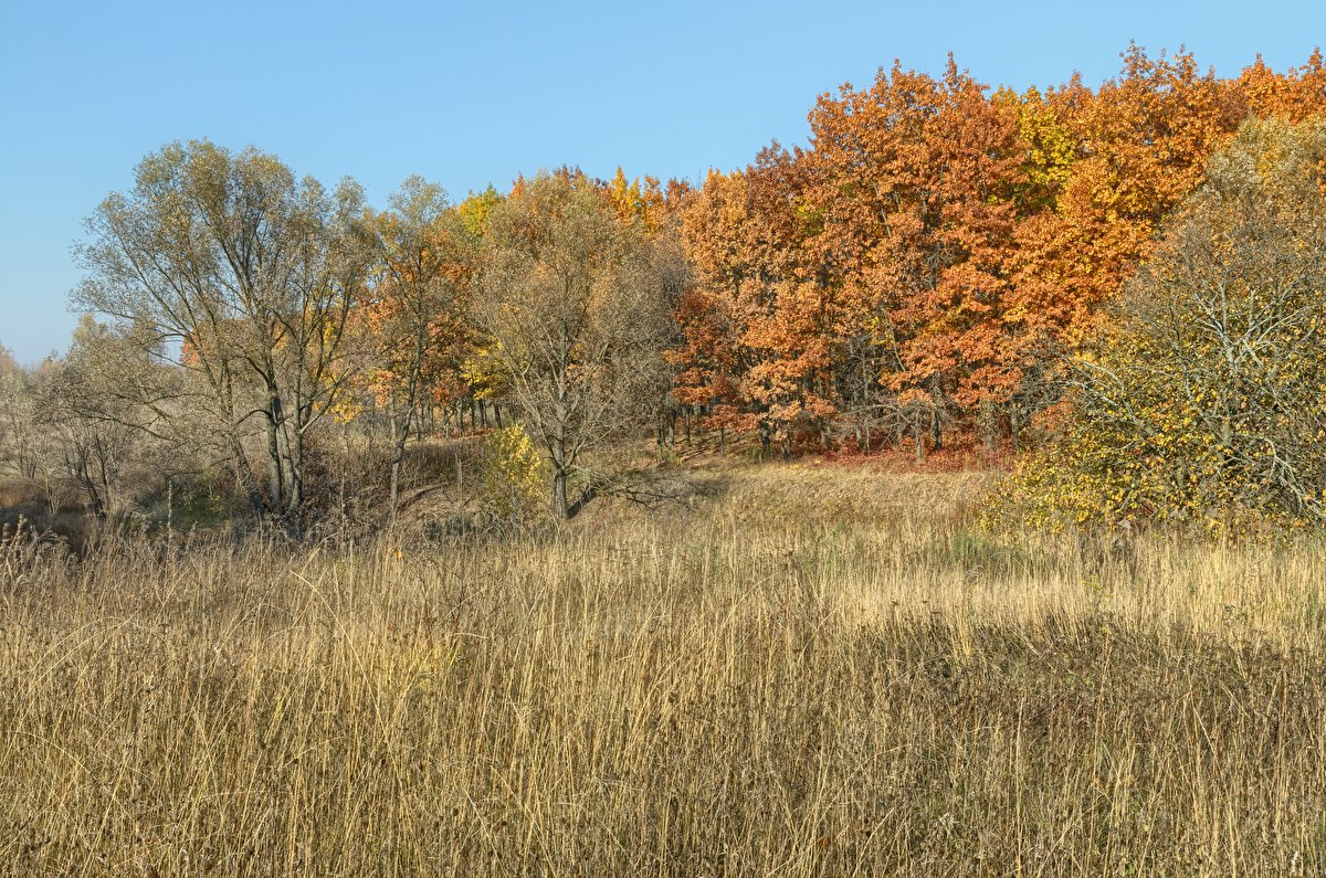 Autumn Meadow backplate