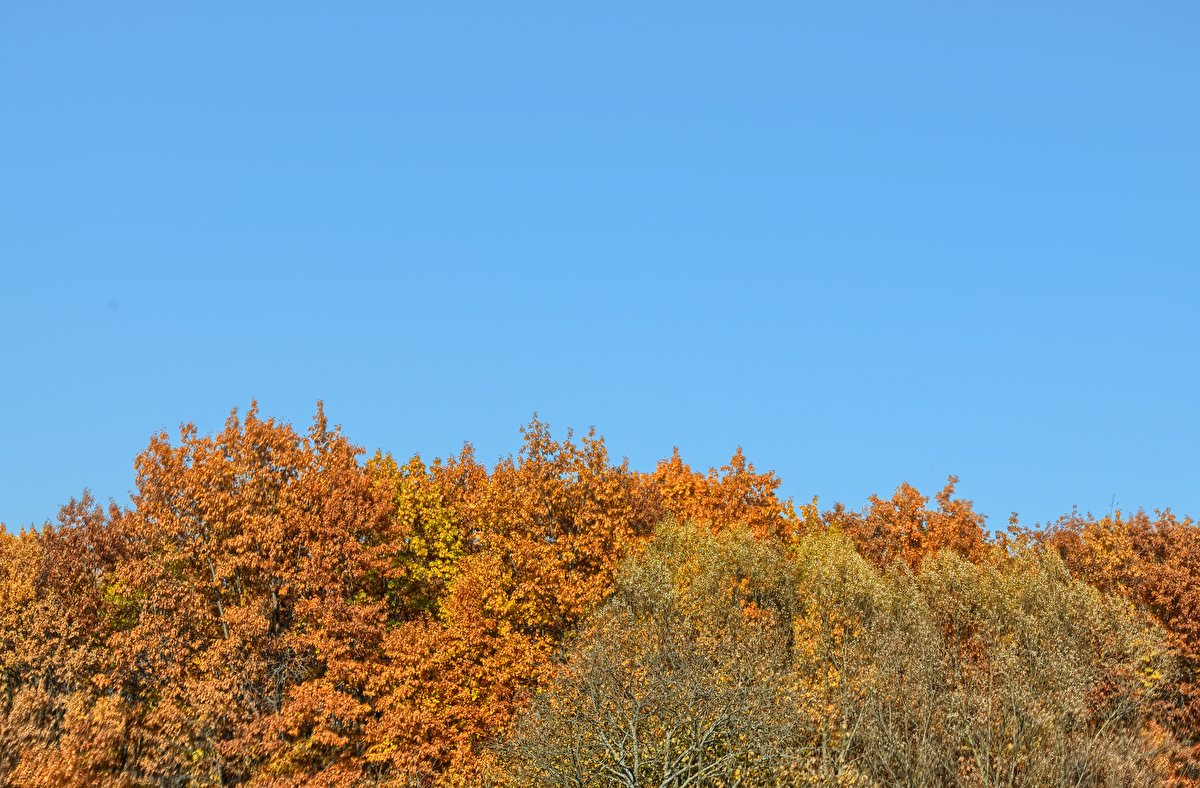 Autumn Meadow backplate