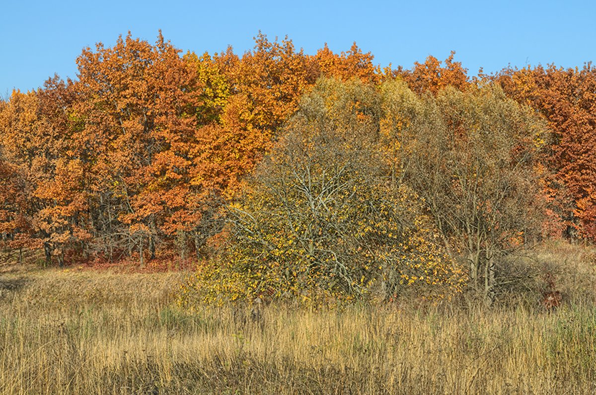 Autumn Meadow backplate