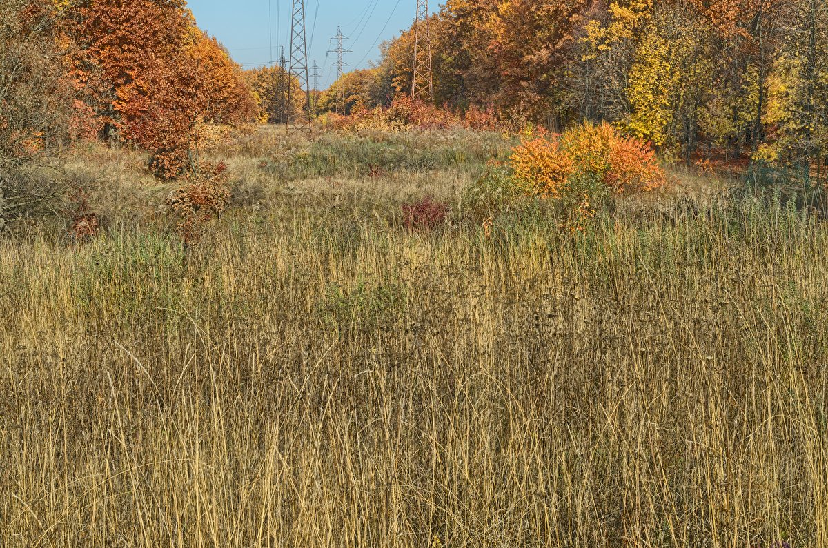 Autumn Meadow backplate