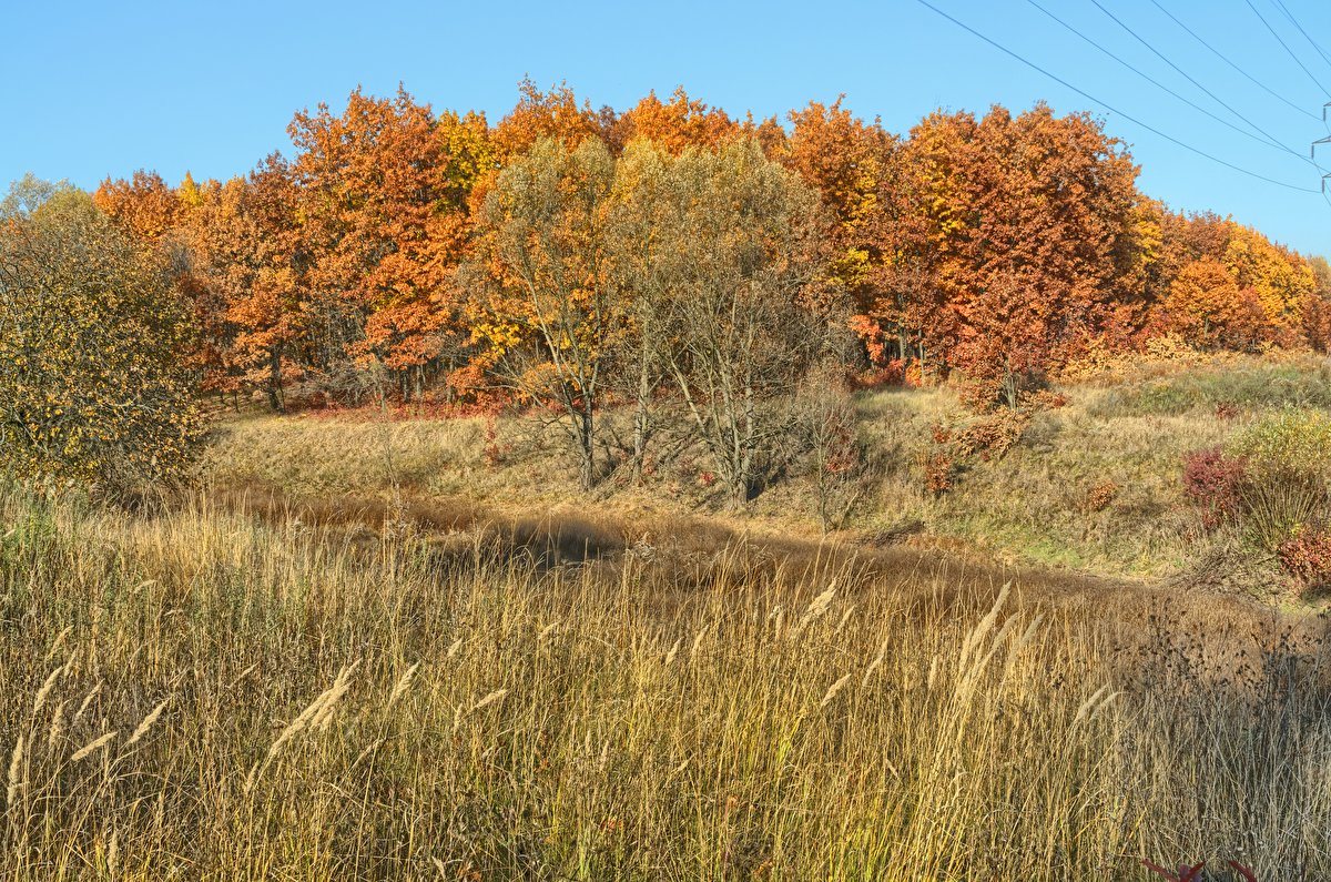 Autumn Meadow backplate