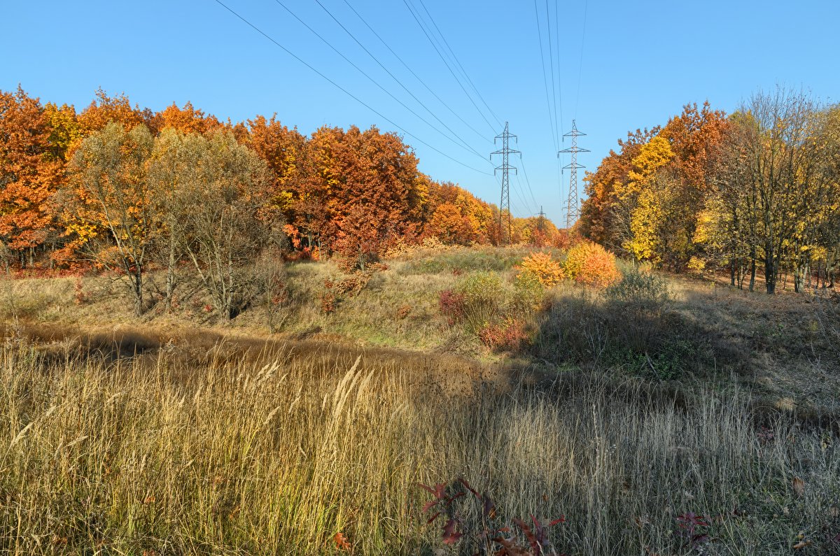 Autumn Meadow backplate