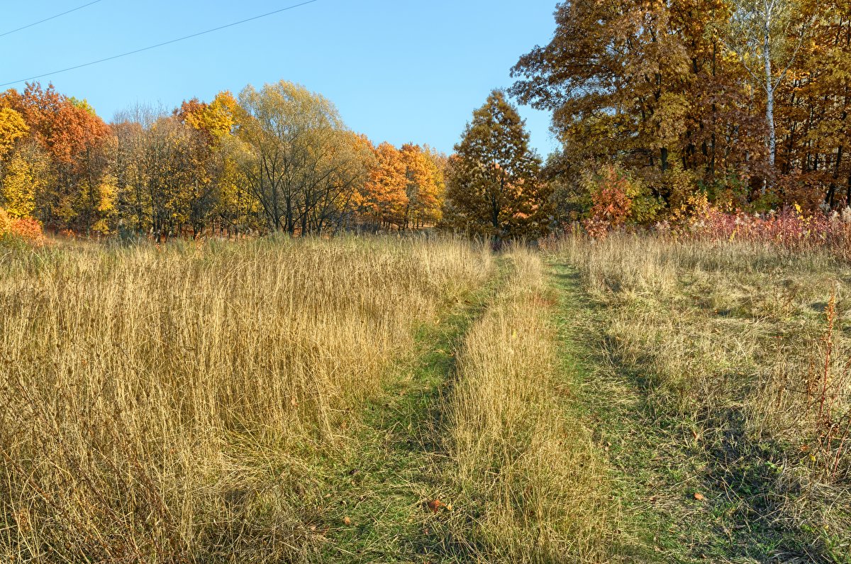 Autumn Meadow backplate