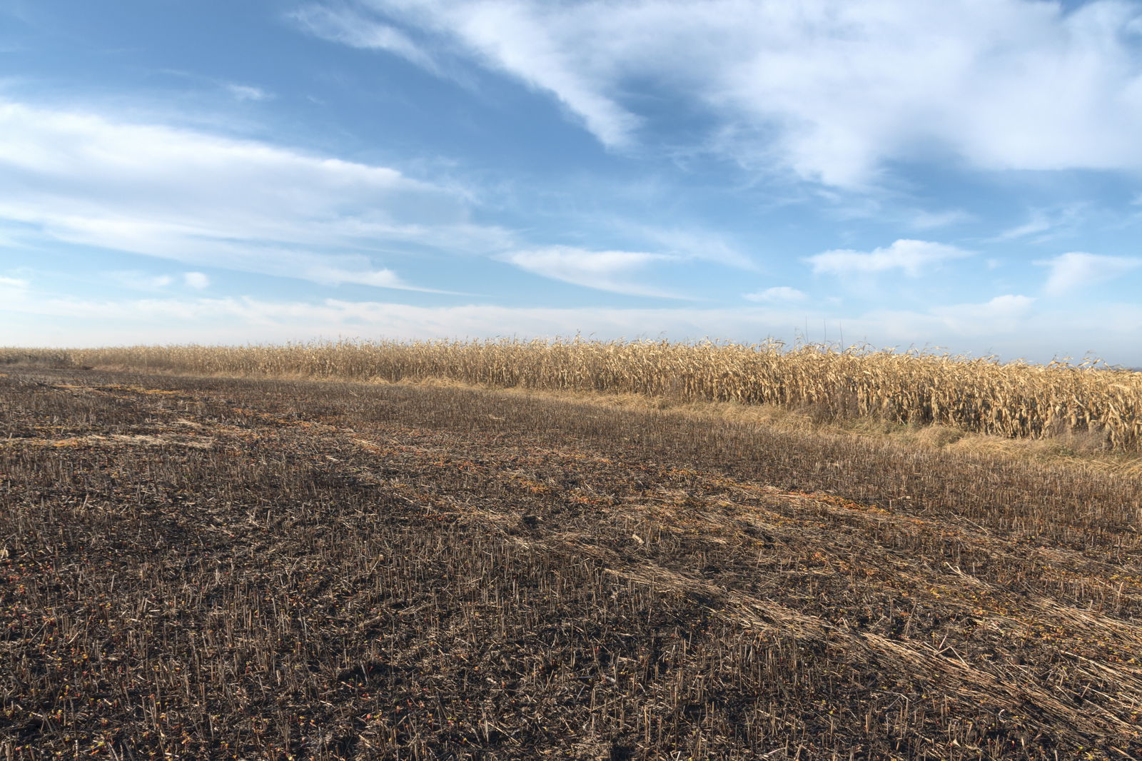 Harvest HDRI • Poly Haven