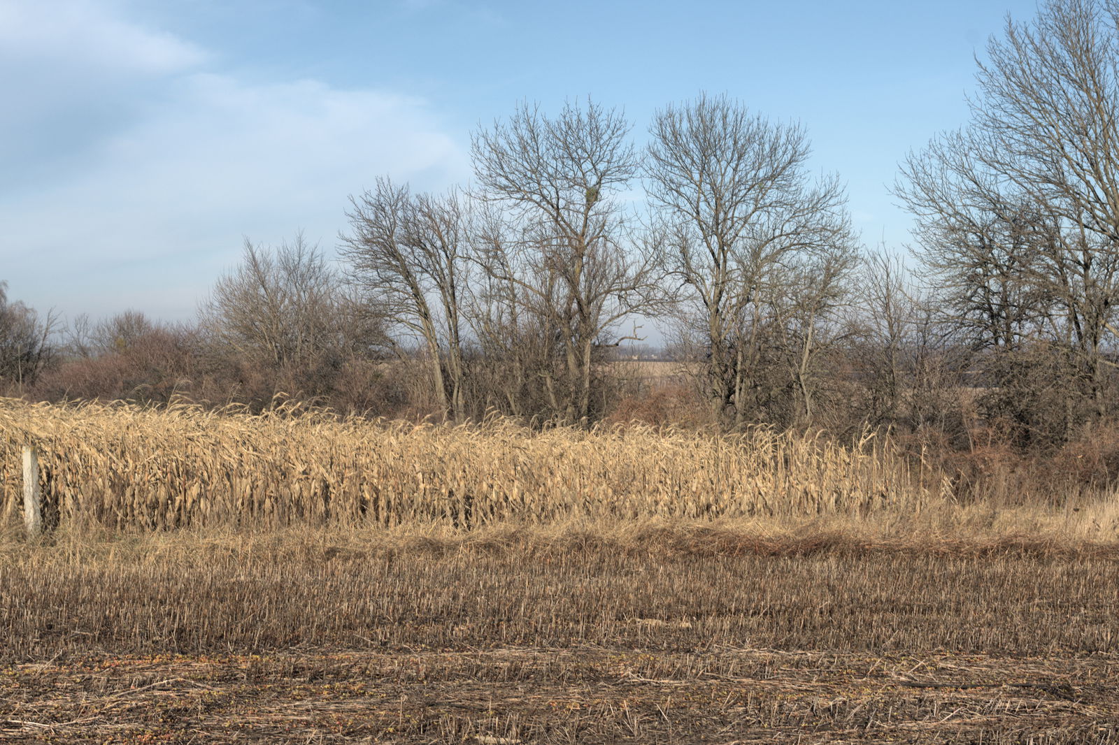 Harvest HDRI • Poly Haven