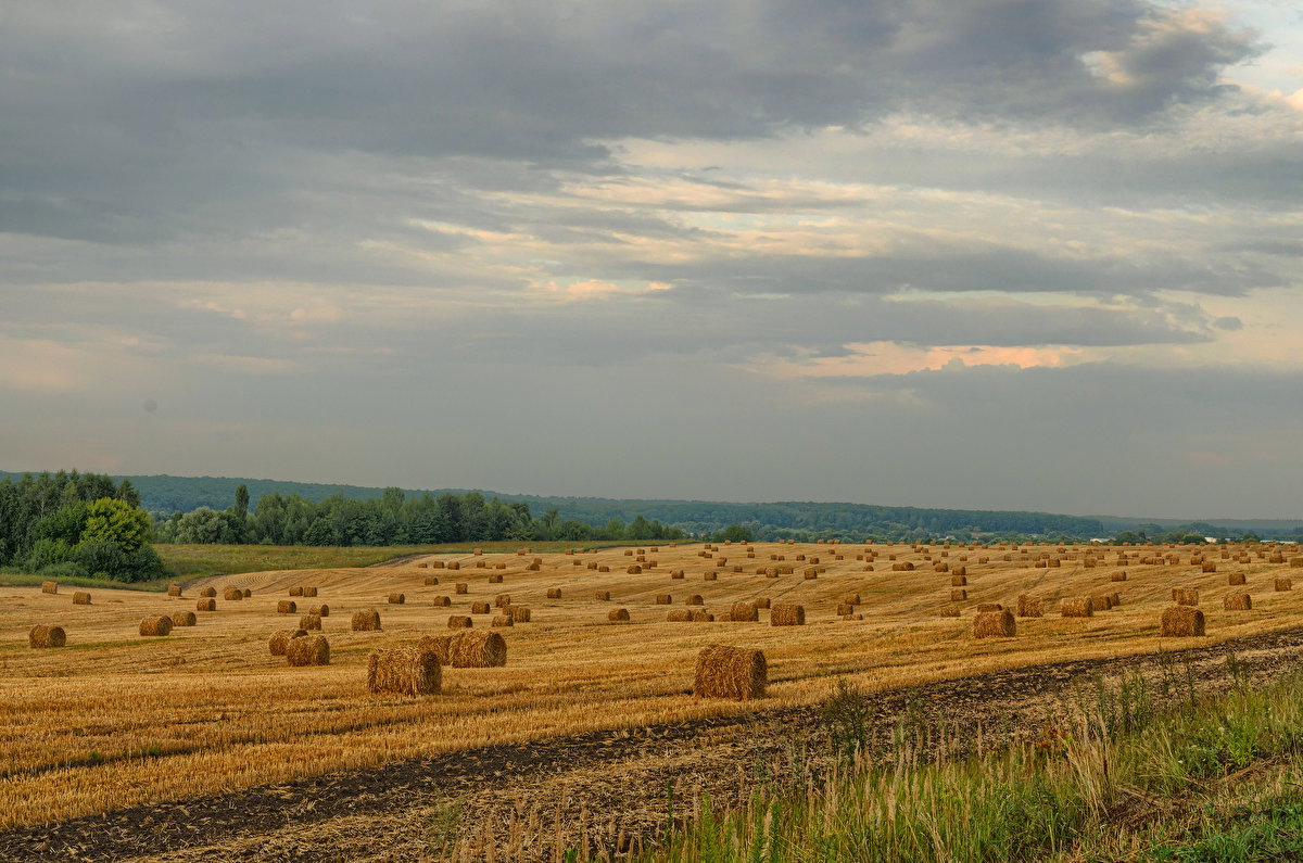 Straw Rolls Field 01 backplate