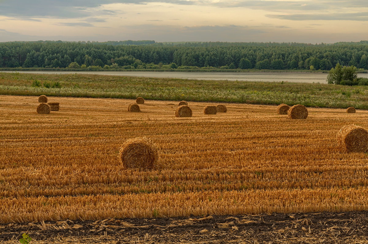Straw Rolls Field 01 backplate