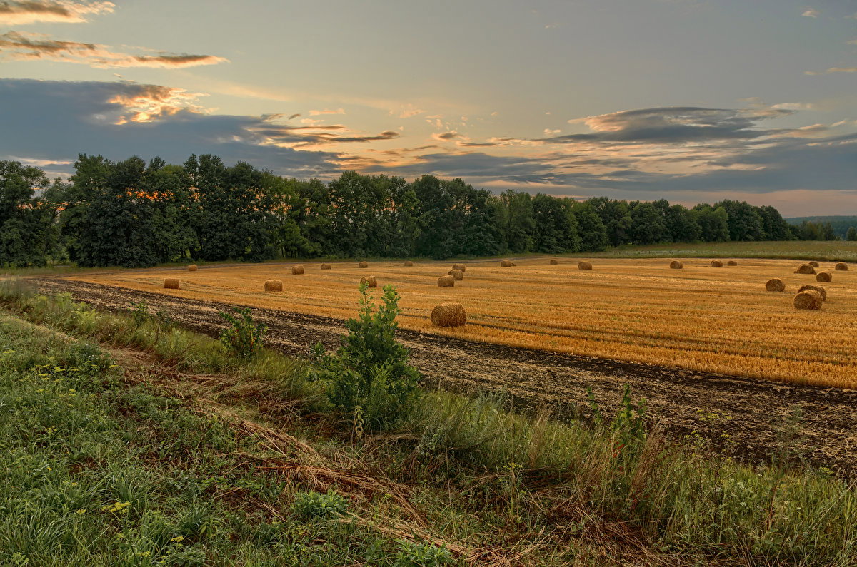 Straw Rolls Field 01 backplate