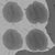 Calathea Orbifolia 01 - Rough map