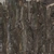 Dry Branches Medium 01 - Diffuse map