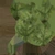 Fir Tree 01 - twig_diff map