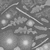 Flower Gazania - Rough map