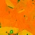 Flower Heliophila - arm map