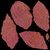 Food Lychee 01 - Diffuse map