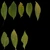 Island Tree 03 - leaves_diff map