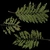 Jacaranda Tree - leaves_diff map