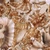 Lambis Shell - Diffuse map