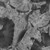 Lambis Shell - Rough map