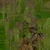 Pachira Aquatica 01 - bark_diff map