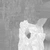 Pachira Aquatica 01 - bark_rough map