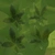 Pachira Aquatica 01 - leaves_diff map