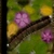 Periwinkle Plant - translucency map