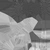 Pine Sapling Small - twig_rough map