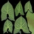 Potted Plant 02 - leaves_diff map