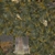 Quiver Tree 02 - Diffuse map