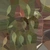Shrub 04 - Diffuse map
