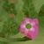 Shrub Sorrel 01 - Diffuse map