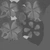 Shrub Sorrel 01 - Rough map