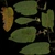 Weed Plant 02 - Diffuse map