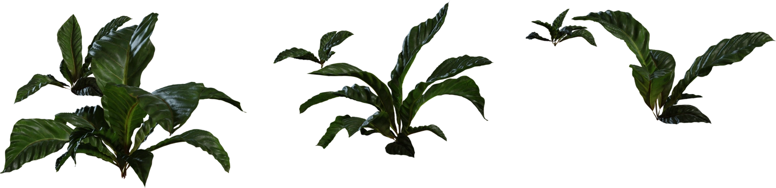 Free 8K shrub showcasing glossy broad leaves, wet sheen, detailed veins and varied low-growing clumps.