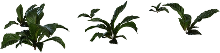 Anthurium Botany 01 - Preview