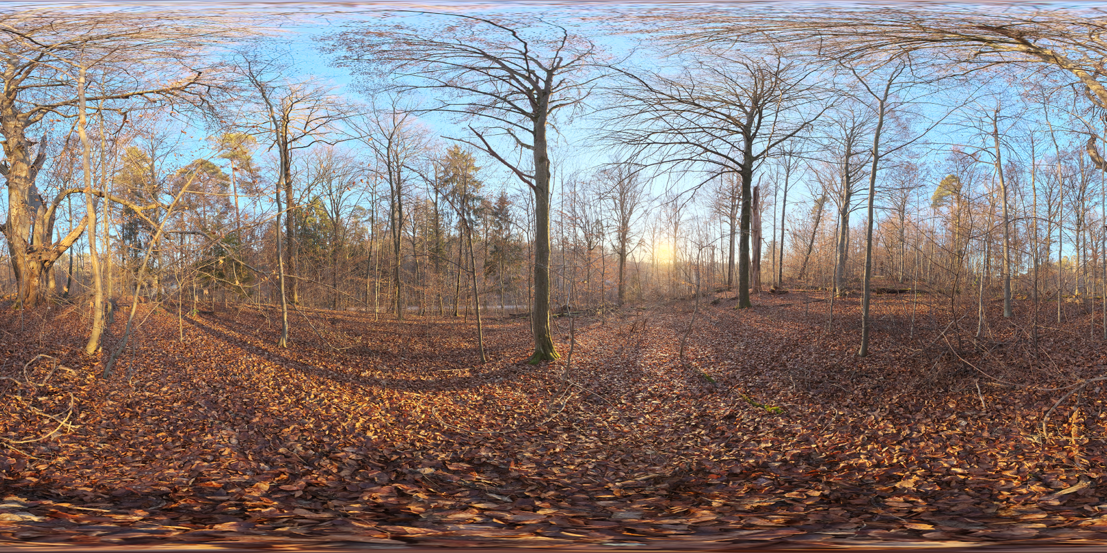Autumn Forest 04