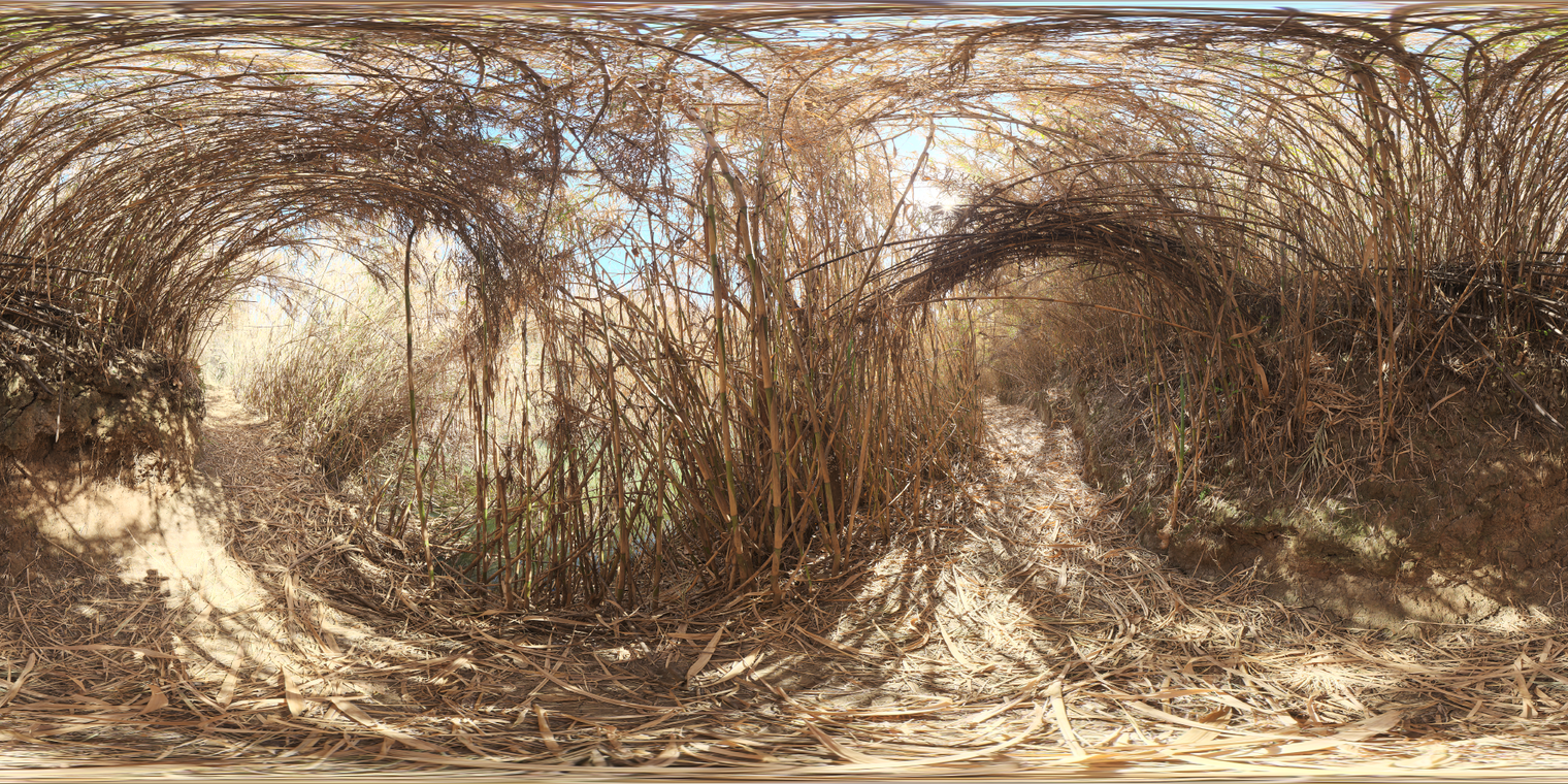 Free, unclipped 20k HDRI. Midday dry bamboo tunnel with a dense arched canopy, warm natural light, medium contrast and dappled shadows in a narrow pathway.