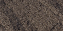Bark Platanus - Preview