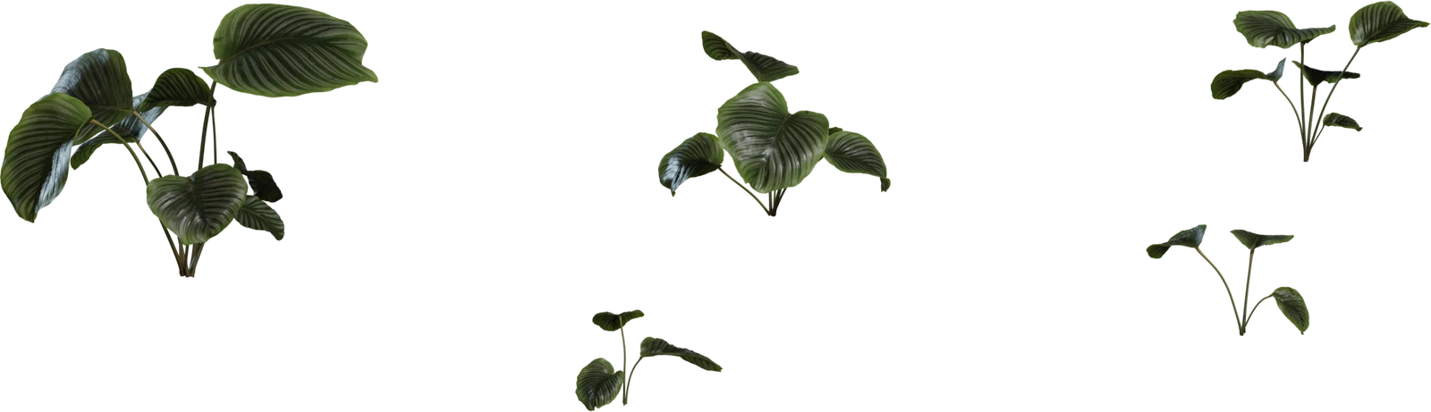 Free 8K shrub featuring clusters of broad, glossy, ribbed heart-shaped leaves with deep green tones and subtle vein highlights.