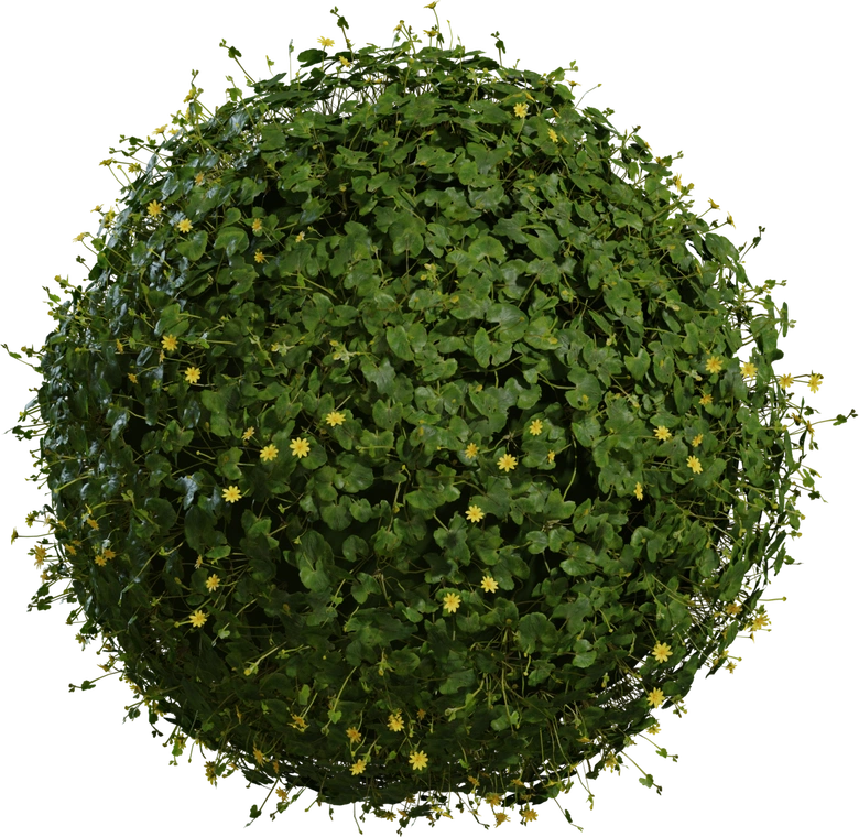 Free 8K model: dense celandine groundcover with glossy heart-shaped green leaves and scattered small yellow flowers, detailed natural meadow foliage. Geometry nodes scatter system.