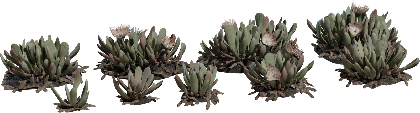 Free 8K Cheiridopsis model: tiny Karoo groundcover with fleshy blue-green leaves, quartz-strewn base and delicate pale-pink flowers - ideal for desert scenes.