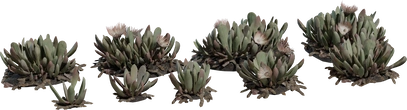 Cheiridopsis Succulent - Preview