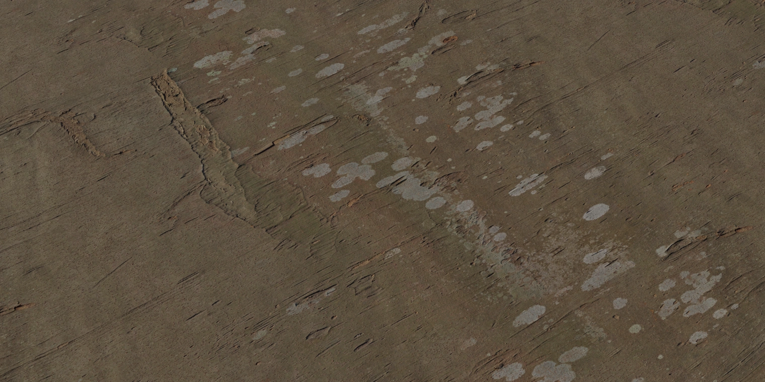 Free 16K bark texture of Chinese hackberry - smooth, thin, papery trunk with peeled strips, brown-green tones and lichen patches for realistic natural surfaces.