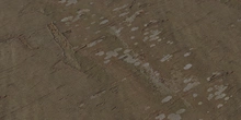 Chinese Hackberry Bark - Preview