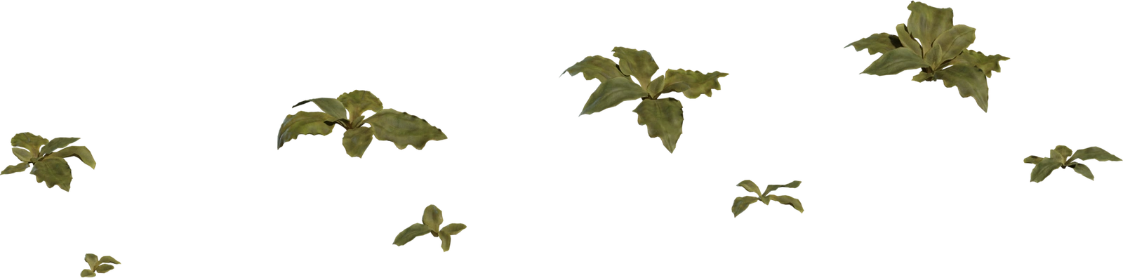 Free 8K Crystalline Iceplant model - a small South African succulent groundcover with realistic leaves, botanical Karoo detail and low, rosette foliage.