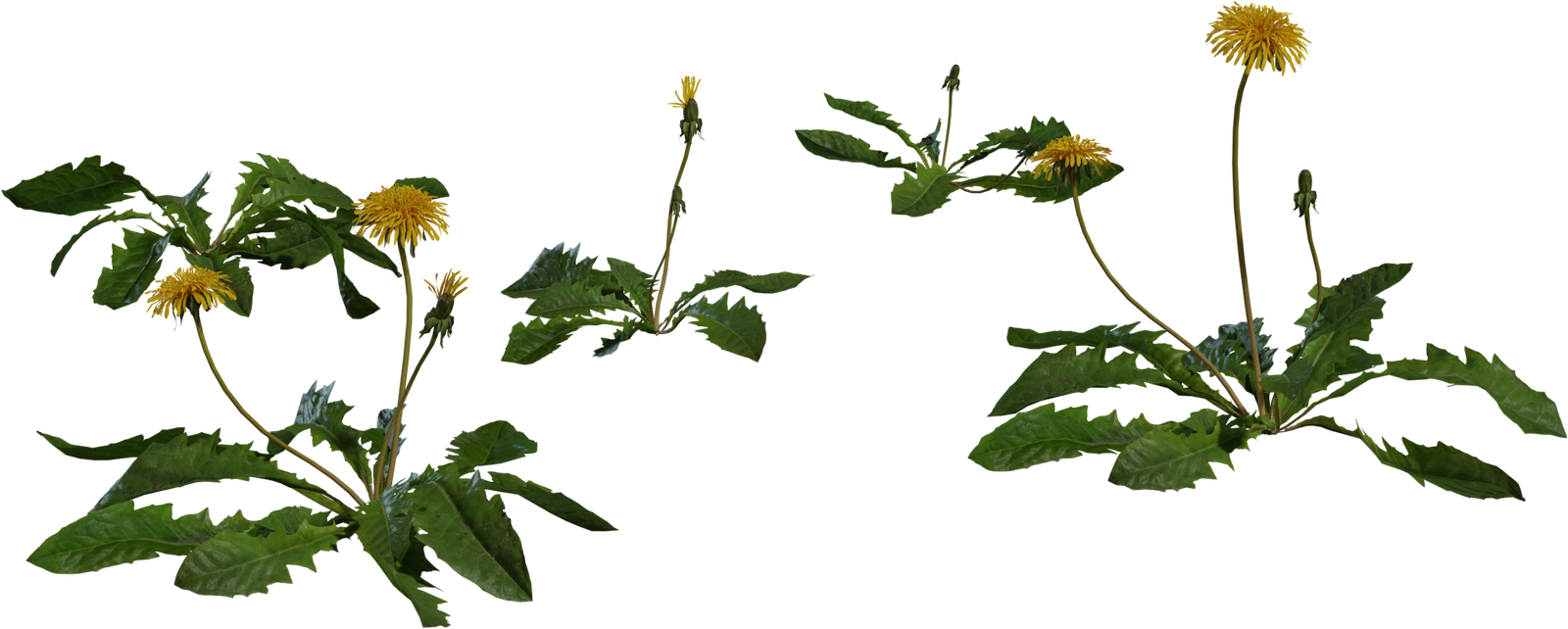Dandelion 01