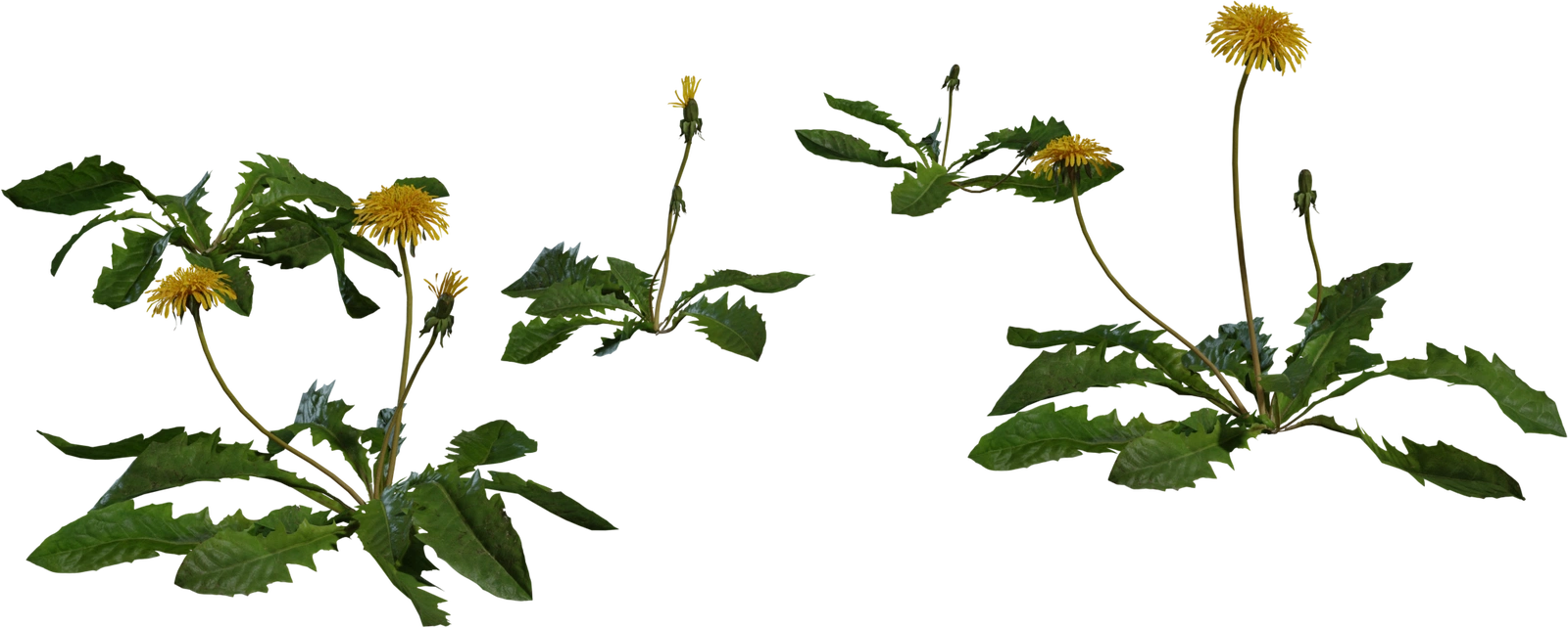 Free 8K model - photoreal dandelion rosettes with serrated green leaves, slender stems and bright yellow flower heads, natural texture and high detail.