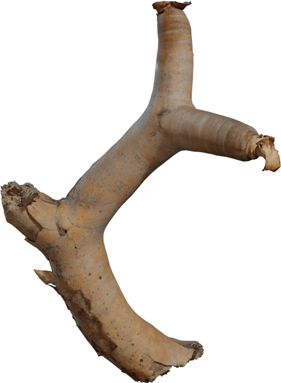 Free 8K 3D model of a dried quiver branch from the Namaqualand Karoo, with weathered bark and desert-worn detail - ideal as ground cover, botanical debris or desert props.